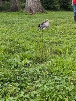 Buddy, a male Alaskan Klee Kai for sale in Trenton, MO – 3 of 4