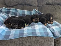 Jax/Green, a male German Shepherd Dog for sale in Trenton, MO – 4 of 4