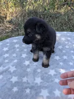 Blaze/Yellow, a male German Shepherd Dog for sale in Trenton, MO – 2 of 5
