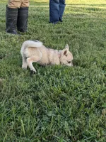Runa/Pink, a female Alaskan Klee Kai for sale in Trenton, MO – 2 of 6