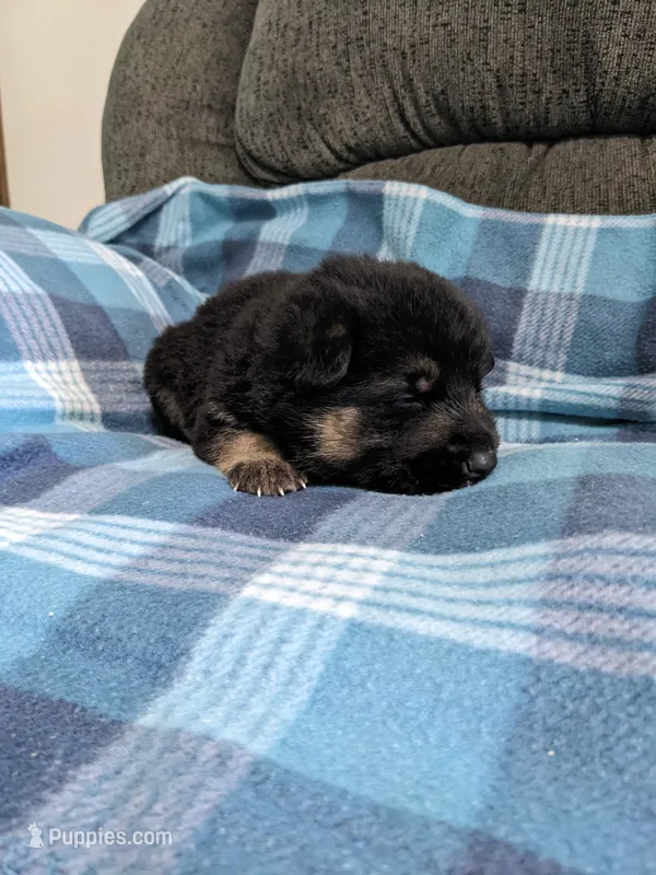 Guy/Black – German Shepherd Dog puppy for sale in Trenton, MO