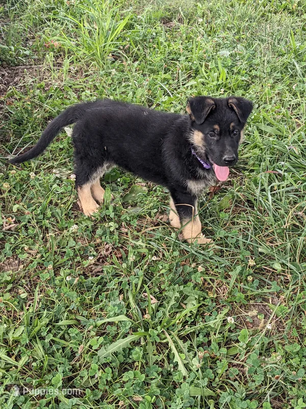 Luna/Purple – German Shepherd Dog puppy for sale in Trenton, MO