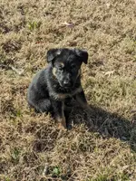 Diesel/Dk blue, a male German Shepherd Dog for sale in Trenton, MO – Photo 2 of 3