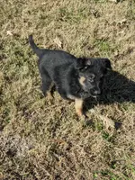 Diesel/Dk blue, a male German Shepherd Dog for sale in Trenton, MO – Photo 1 of 3