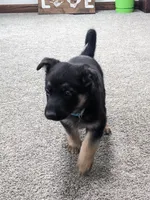 Max/Blue, a male German Shepherd Dog for sale in Trenton, MO – Photo 2 of 5