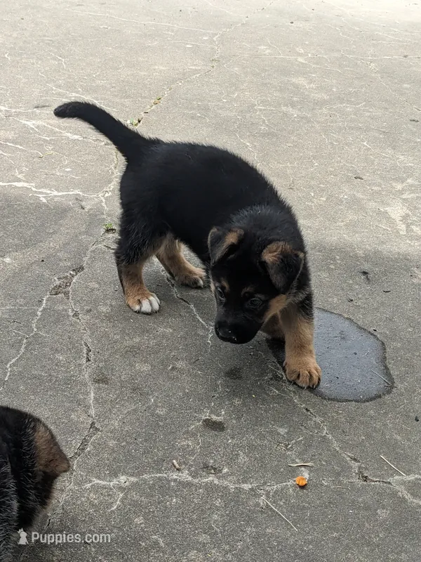 Zeus/Camo – German Shepherd Dog puppy for sale in Trenton, MO