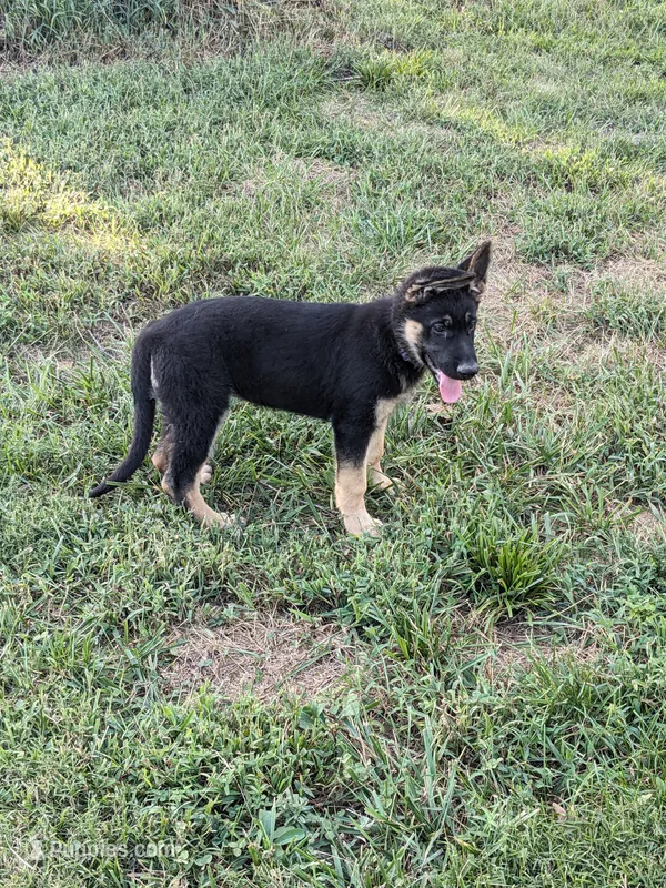 Luna/Purple – German Shepherd Dog puppy for sale in Trenton, MO