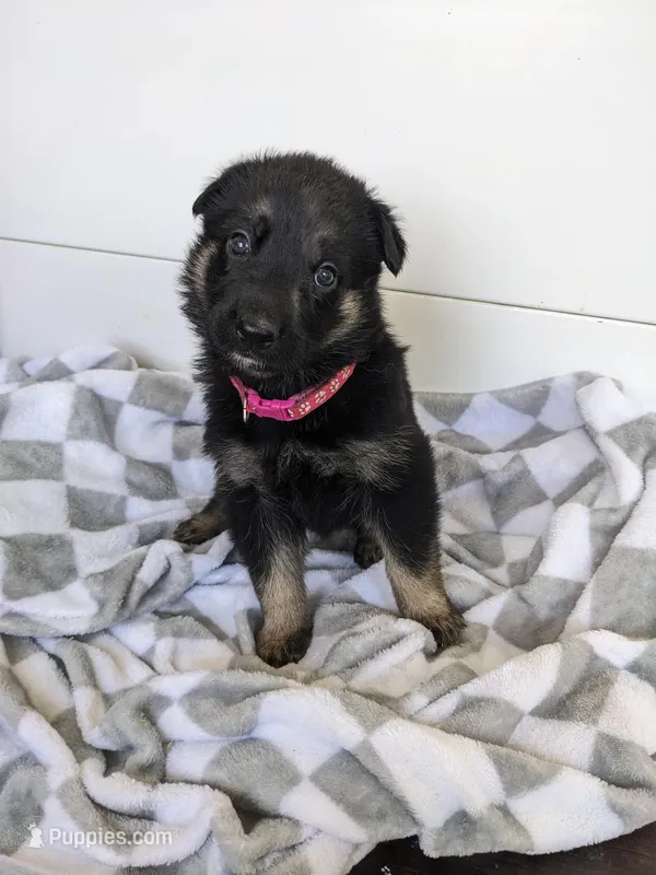 Roxy/Pink – German Shepherd Dog puppy for sale in Trenton, MO