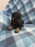 Roxy/Pink, a female German Shepherd Dog for sale in Trenton, MO – Photo 2 of 4