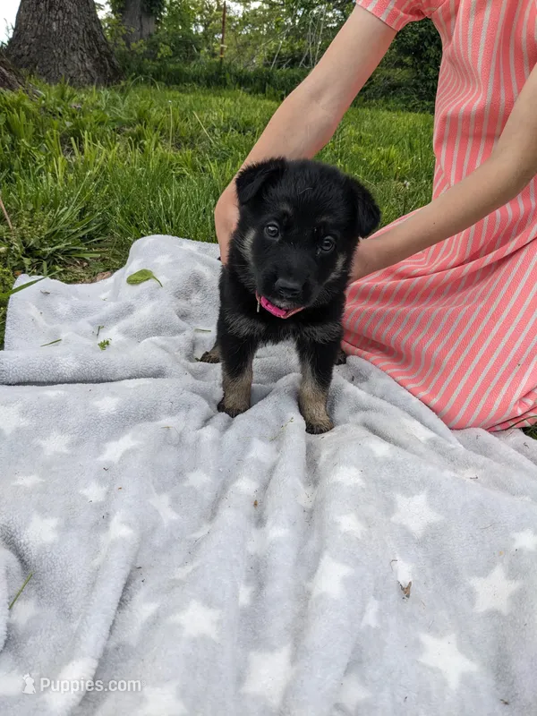 Roxy/Pink – German Shepherd Dog puppy for sale in Trenton, MO