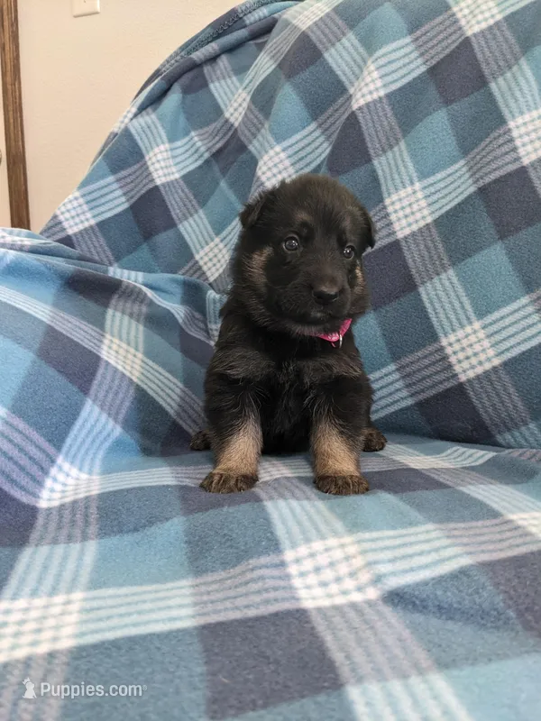 Roxy/Pink – German Shepherd Dog puppy for sale in Trenton, MO