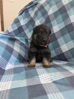 Roxy/Pink, a female German Shepherd Dog for sale in Trenton, MO – Photo 1 of 4