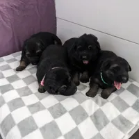 Maximus/Yellow, a male German Shepherd Dog for sale in Trenton, MO – Photo 3 of 3