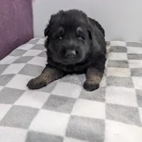 Maximus/Yellow, a male German Shepherd Dog for sale in Trenton, MO – Photo 1 of 3