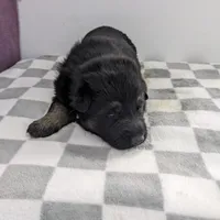 Maximus/Yellow, a male German Shepherd Dog for sale in Trenton, MO – Photo 2 of 3