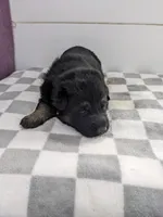 Maximus/Yellow, a male German Shepherd Dog for sale in Trenton, MO – Photo 2 of 3