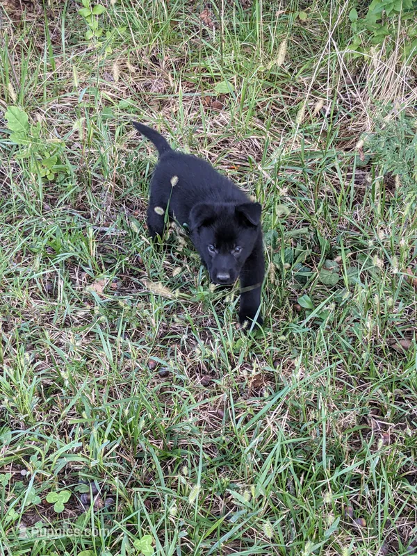 Echo/Lime Green – German Shepherd Dog puppy for sale in Trenton, MO