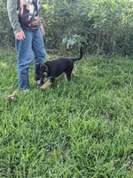 Athena/Lime Green, a female German Shepherd Dog for sale in Trenton, MO – 2 of 7
