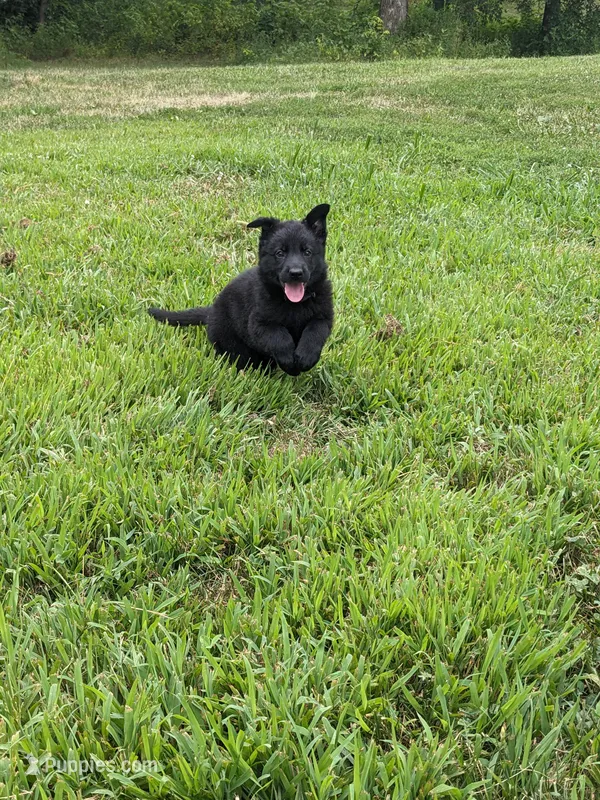Sadie/Purple – German Shepherd Dog puppy for sale in Trenton, MO