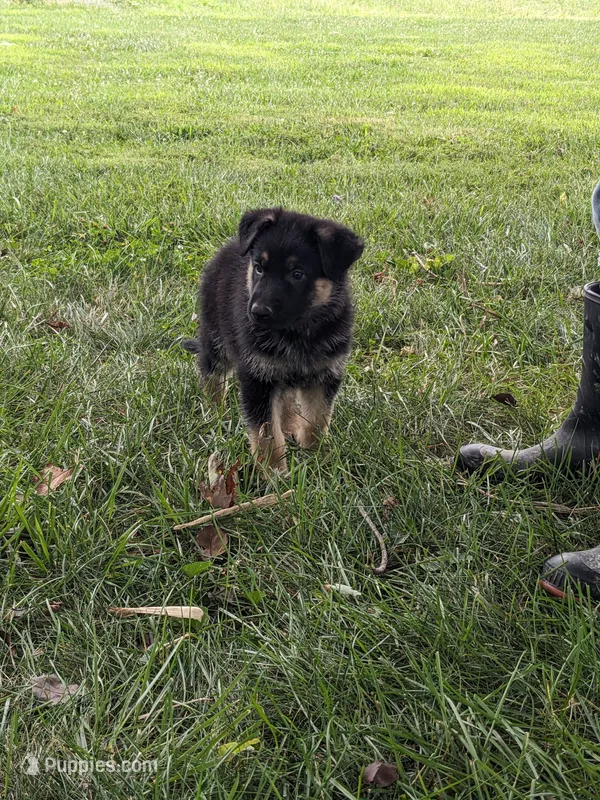 Luna/Purple – German Shepherd Dog puppy for sale in Trenton, MO