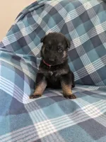 Panther/Red, a male German Shepherd Dog for sale in Trenton, MO – Photo 2 of 5