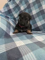 Panther/Red, a male German Shepherd Dog for sale in Trenton, MO – Photo 3 of 5