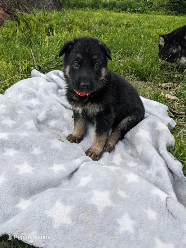 Panther/Red – German Shepherd Dog puppy for sale in Trenton, MO