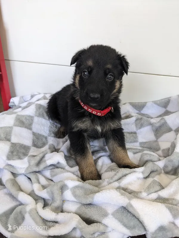 Panther/Red – German Shepherd Dog puppy for sale in Trenton, MO