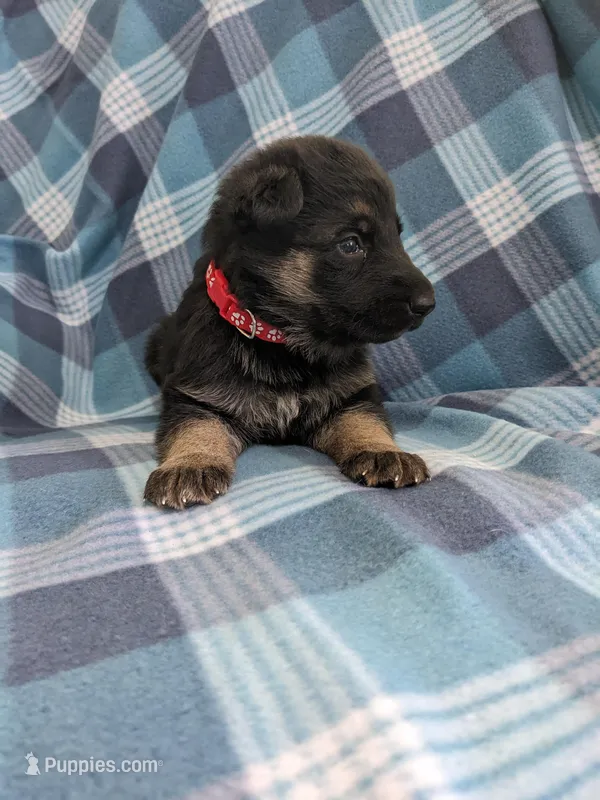 Panther/Red – German Shepherd Dog puppy for sale in Trenton, MO