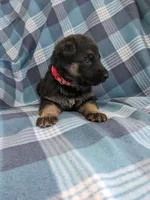 Panther/Red, a male German Shepherd Dog for sale in Trenton, MO – Photo 1 of 5