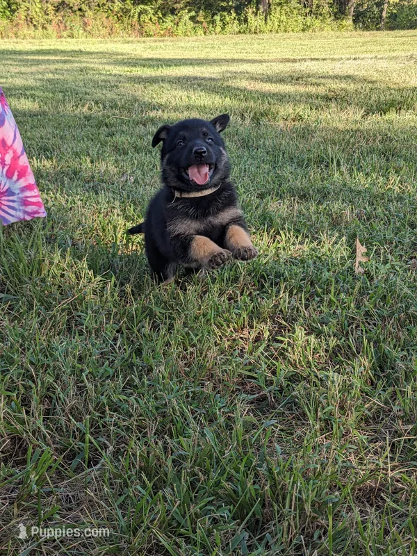 Heidi/Tan – German Shepherd Dog puppy for sale in Trenton, MO