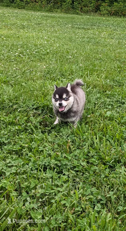 Buddy, a male Alaskan Klee Kai for sale in Trenton, MO – 1 of 4