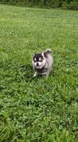 Buddy, a male Alaskan Klee Kai for sale in Trenton, MO – 1 of 4