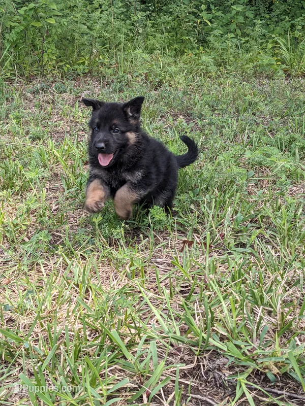 Diesel/Blue – German Shepherd Dog puppy for sale in Trenton, MO