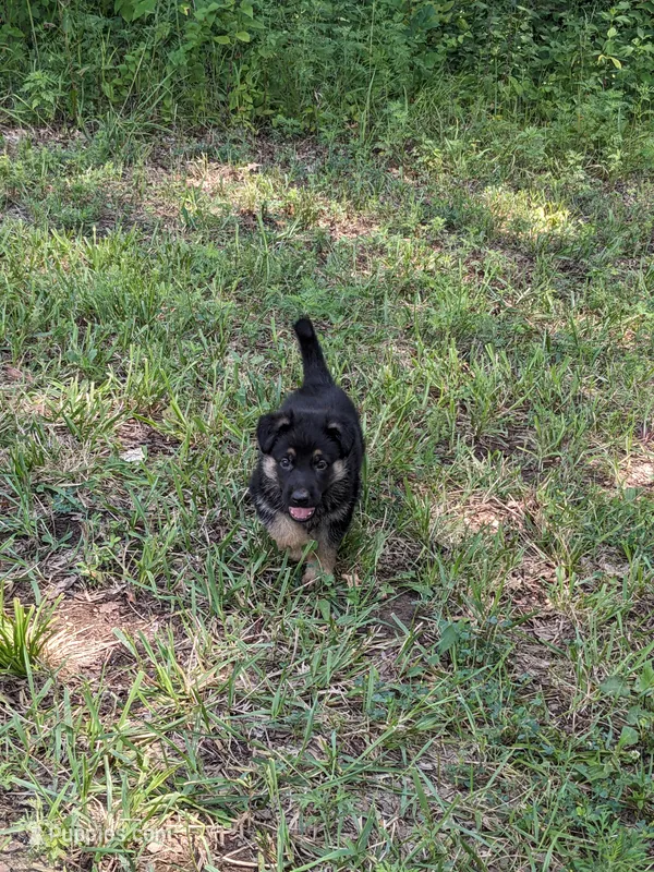 Luna/Purple – German Shepherd Dog puppy for sale in Trenton, MO