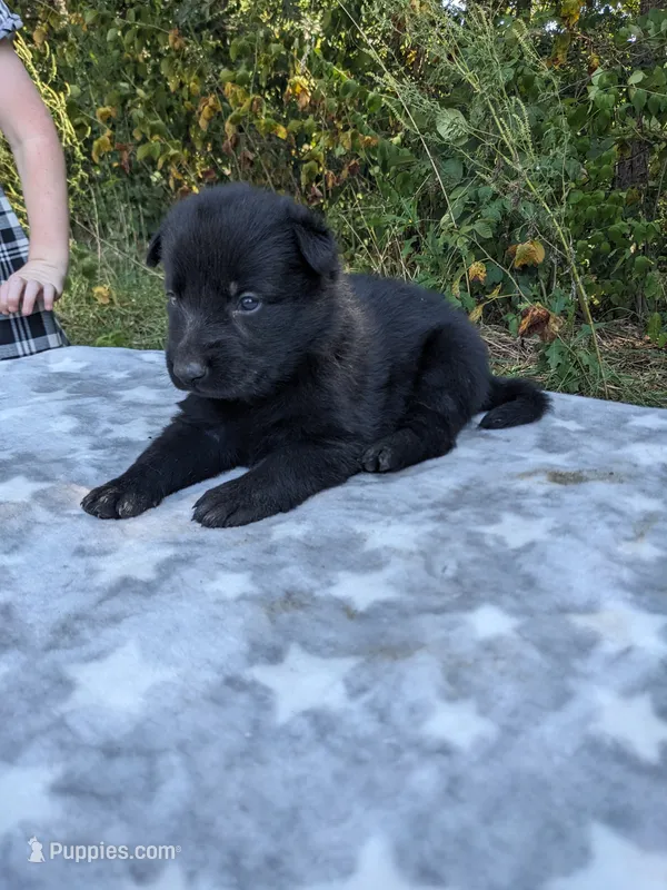 Echo/Lime Green – German Shepherd Dog puppy for sale in Trenton, MO