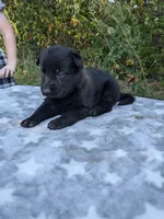 Echo/Lime Green, a male German Shepherd Dog for sale in Trenton, MO – 1 of 5
