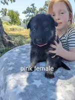 Grace/Pink, a male German Shepherd Dog for sale in Trenton, MO – 2 of 4