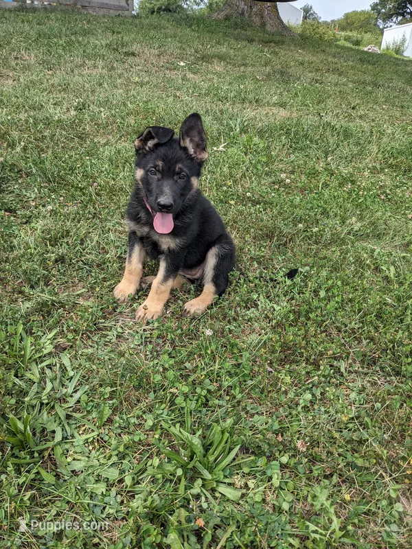 Willow/Pink – German Shepherd Dog puppy for sale in Trenton, MO