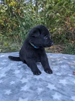 Diesel/Blue, a male German Shepherd Dog for sale in Trenton, MO – 3 of 5