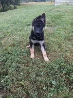 Luna/Purple, a female German Shepherd Dog for sale in Trenton, MO – 1 of 9