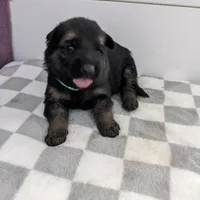 Duke/Green, a male German Shepherd Dog for sale in Trenton, MO – Photo 1 of 3