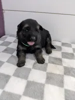 Duke/Green, a male German Shepherd Dog for sale in Trenton, MO – Photo 1 of 3