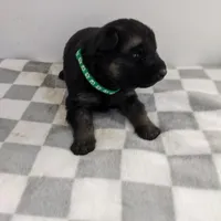 Duke/Green, a male German Shepherd Dog for sale in Trenton, MO – Photo 2 of 3