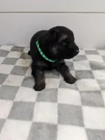 Duke/Green, a male German Shepherd Dog for sale in Trenton, MO – Photo 2 of 3