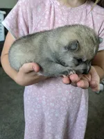 Thor, a male Alaskan Klee Kai for sale in Trenton, MO – 2 of 6