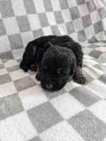 Rex/Black, a male German Shepherd Dog for sale in Trenton, MO – Photo 3 of 6