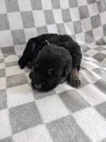 Rex/Black, a male German Shepherd Dog for sale in Trenton, MO – Photo 1 of 6