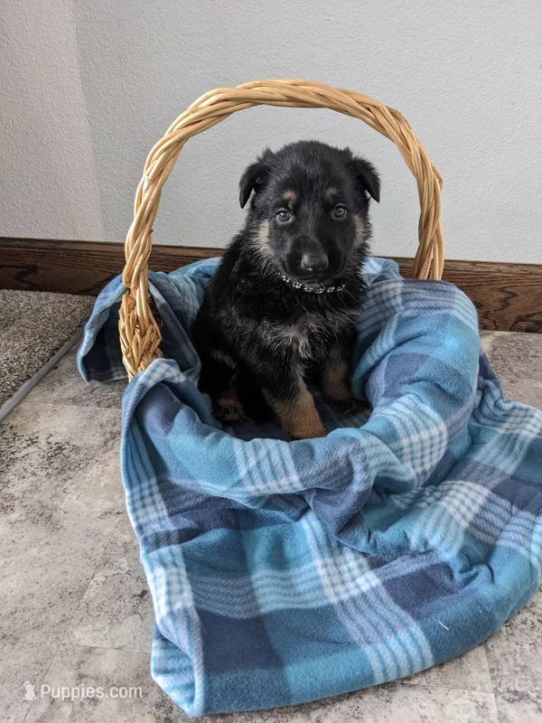 Rex/Black – German Shepherd Dog puppy for sale in Trenton, MO