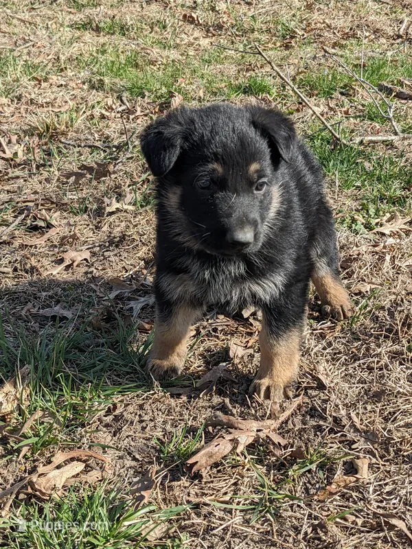 Rex/Black – German Shepherd Dog puppy for sale in Trenton, MO